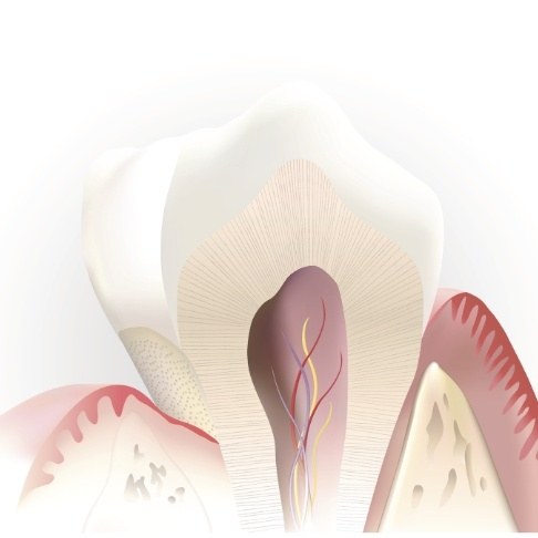 Animated inside of tooth used to explain pulp therapy treatment